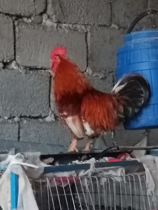 Gaini  iopan  ..