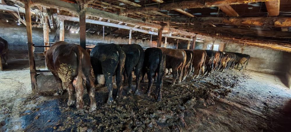 Бұқалар сатылады (2-2,5 жас) стояк быки