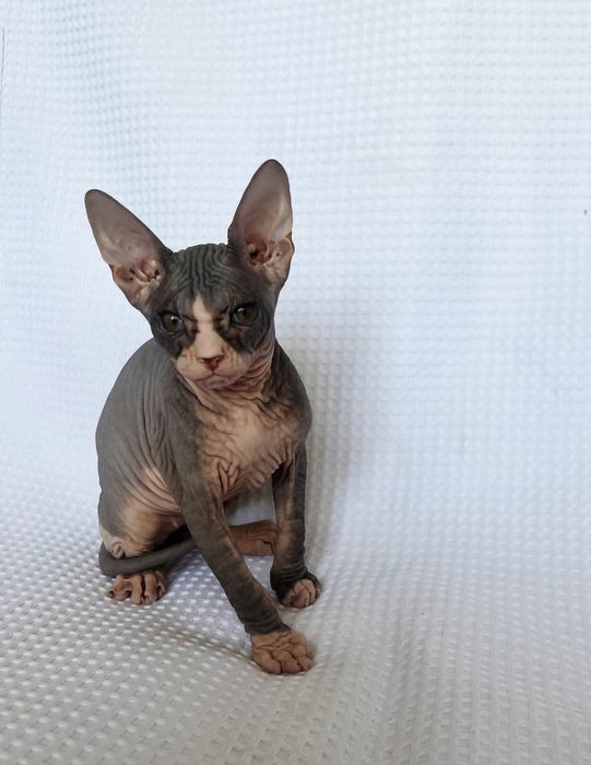 Красивая кошечка