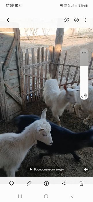 Занеен ешкі шібіш теке сатылады