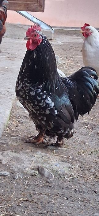 Cocoș rasă Brahma negru cu alb de vânzare