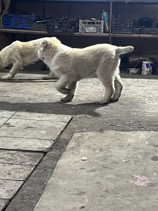 Продаются щенки САО