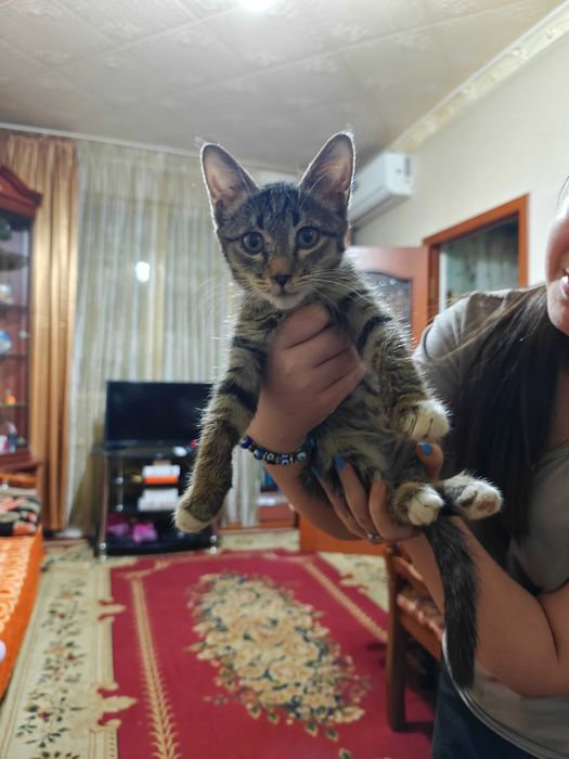 Котёнок (девочка) отдадим в добрые руки