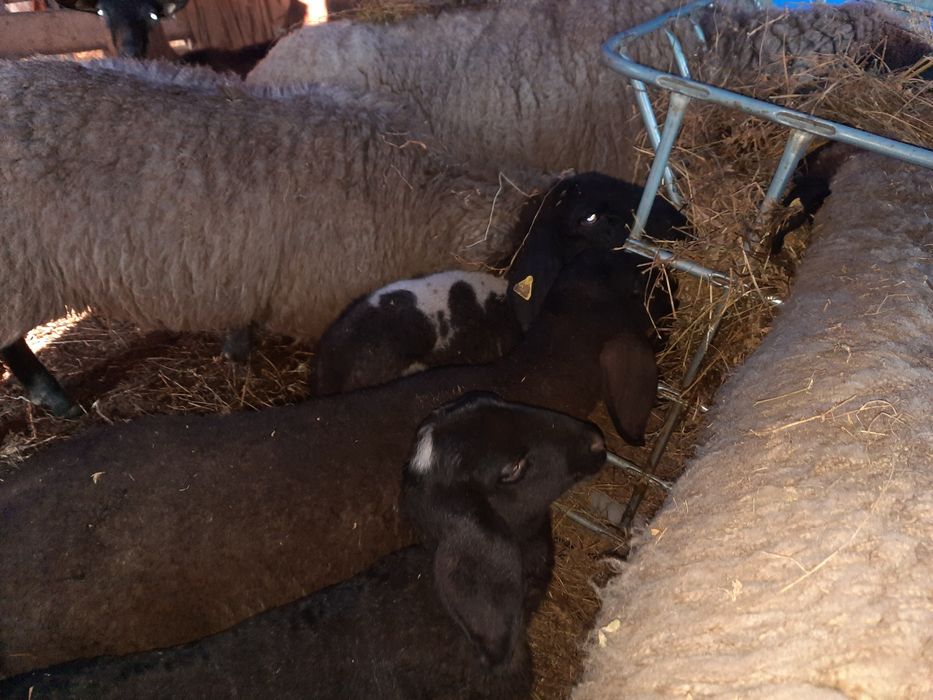 Vând  catabase sârbești  11 oi un berbec și 7 miei