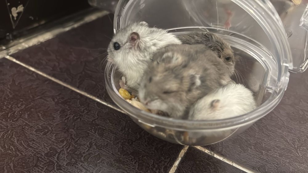 Хомяки джунгарские