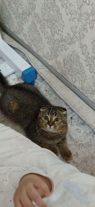 Skotish mushuk sotiladi