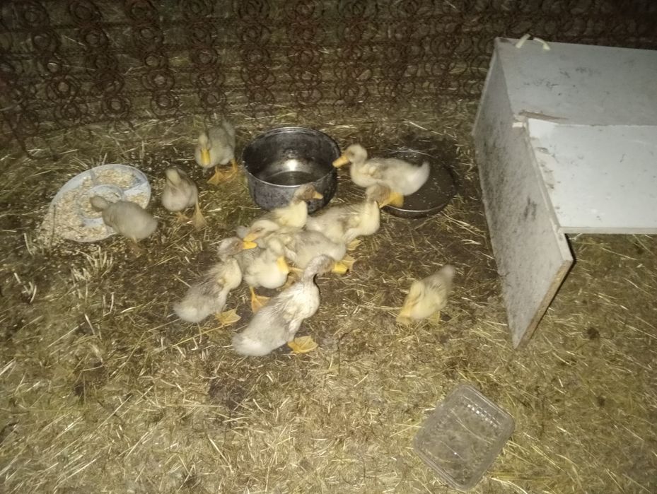 Утка сатлат жаксы каралган