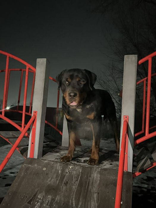 Парода радвиллер чисто