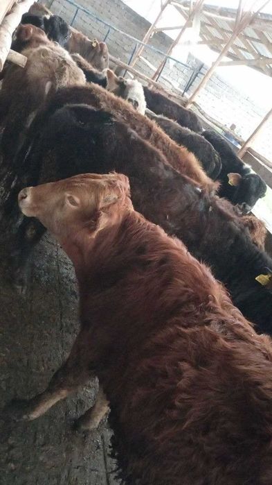 Юрагида ўти бор Инвестор керак