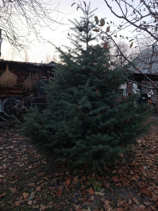 Продам живую Тянь-Шаньскую ель