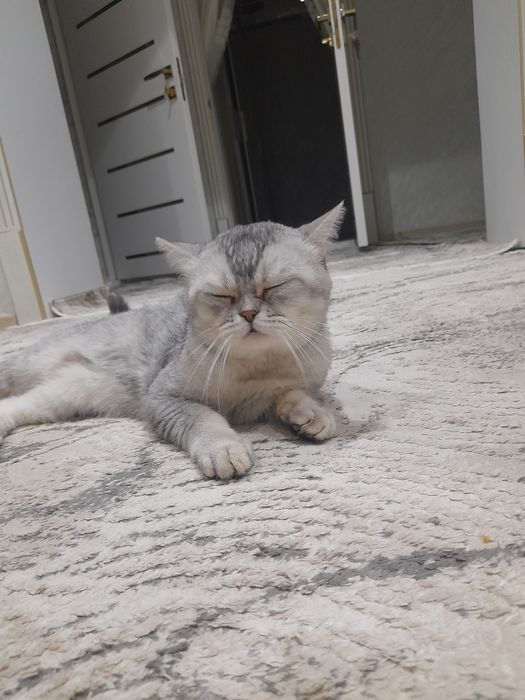 Chiroyli uyqichi erkak ...