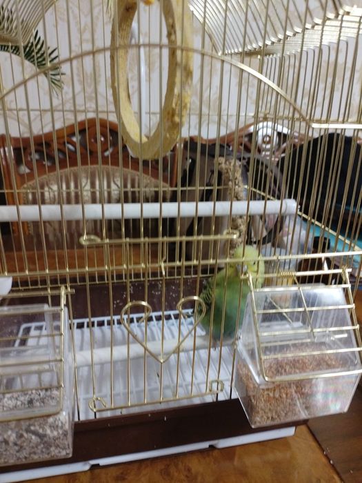 Продам волнистого попугая