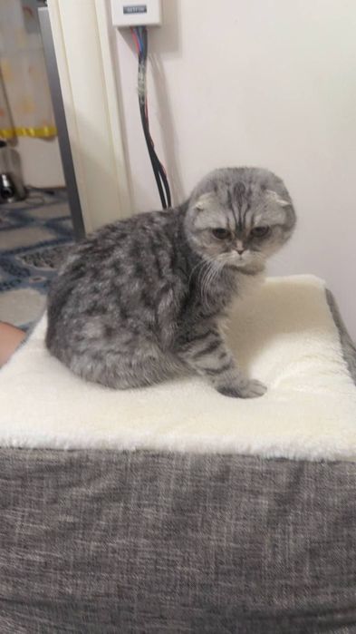 Шотландский вислоухий кот, отец — британская шиншилла, мать — вислоухи