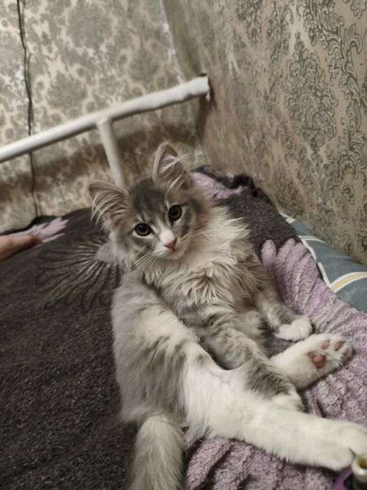 Отдам Котёнка бесплатно.