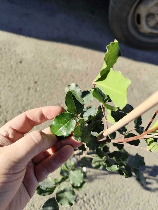 Рожков - Ceratonia siliqua L. - Фиданки