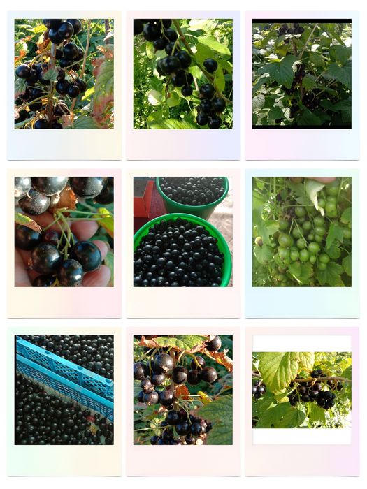 Саженцы чёрной смородины и малины