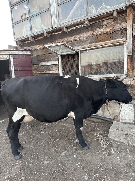 Продам корову с телёнком. Вместе