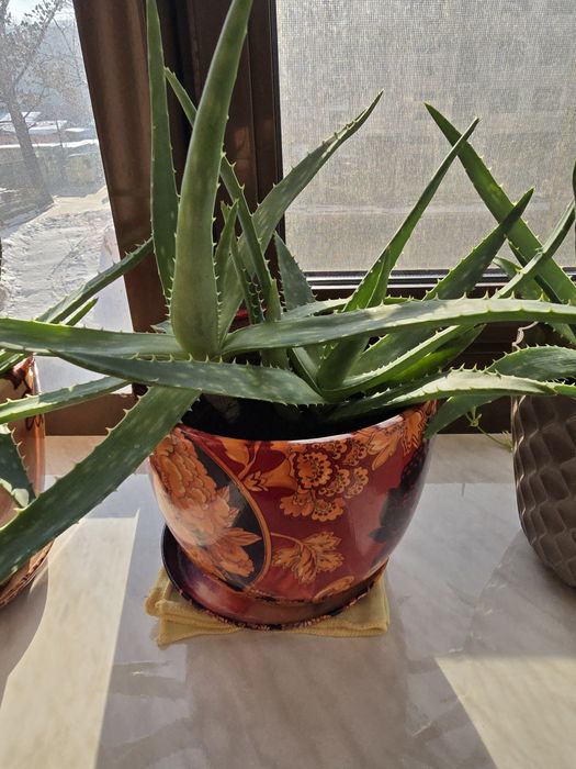 Продам алоэ взрослый