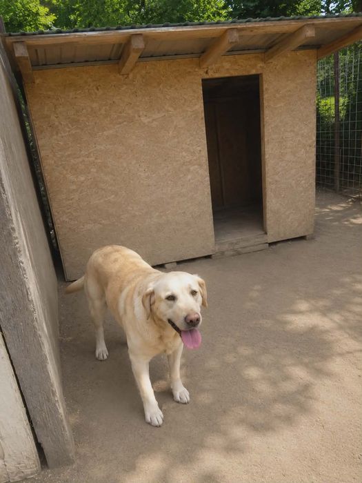 Labradori adulți – fată și băiat