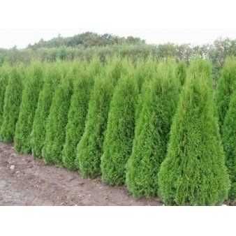 Tuia la cel mai mic preț