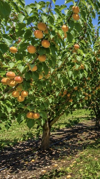 Caise pentru țuică direct de la producător producție 2026