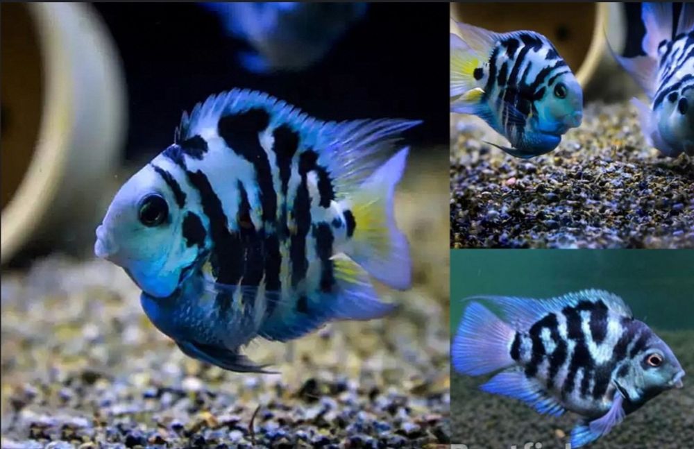 Рыбка попугай 350