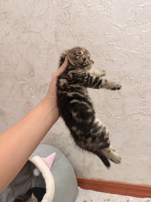 Шотладские котята