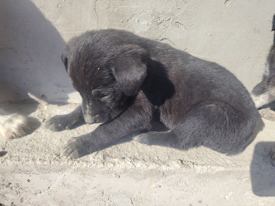 Отдам даром щенки