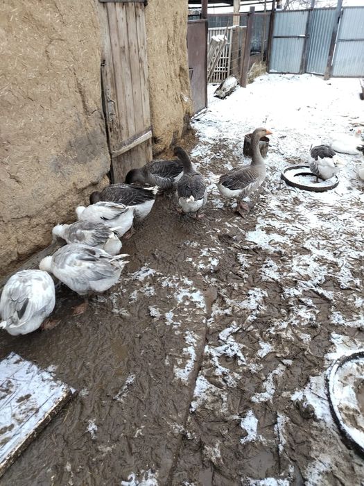Продам гусей,на племя
