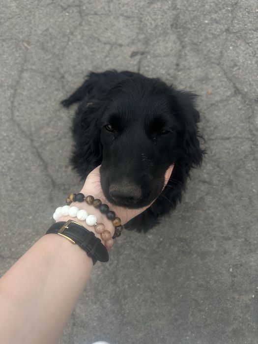 Отдам щенка в добрые руки