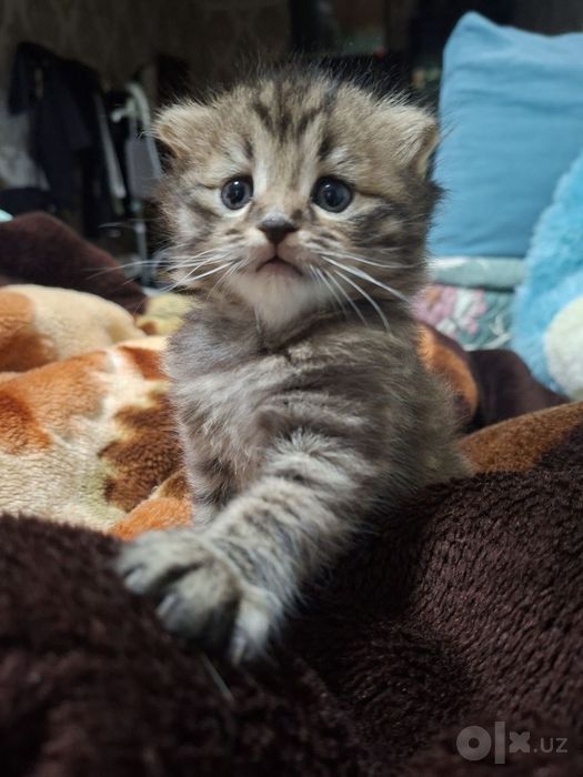 Скоттиш фолд  ўғил қиз отилади