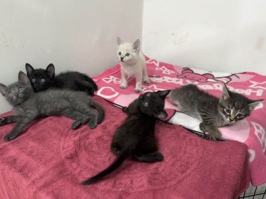 котята бесплатно