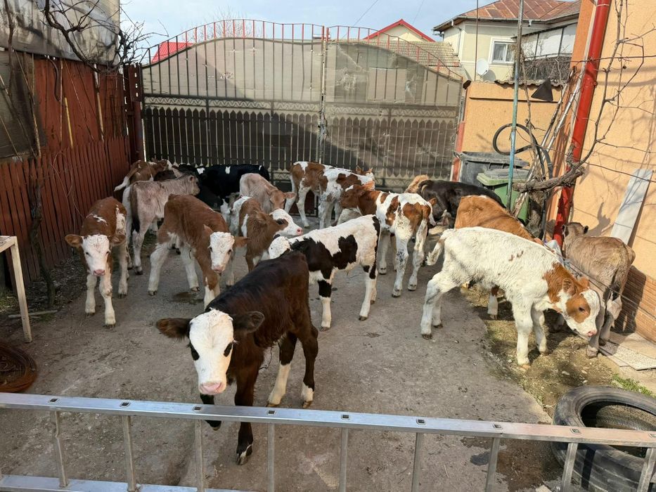 Vând viței semi intarcati