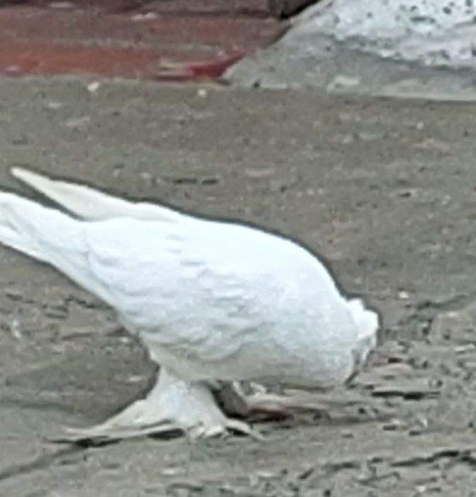 Кептер Құс Голуби