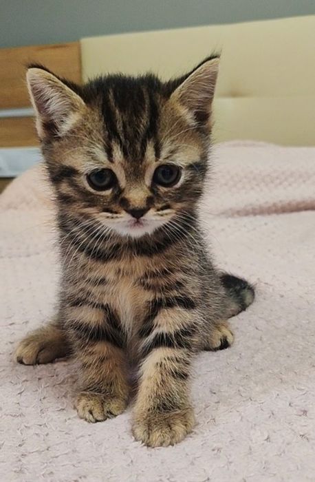 Мъжко британско коте разцветка Таби