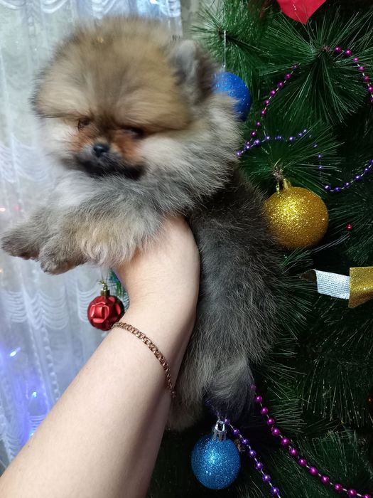 Очаровательные щенки продаются

Дата