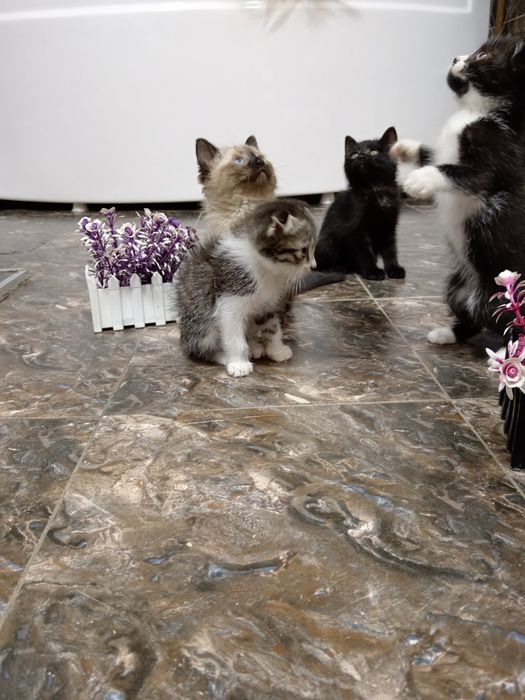 Продаёте котята Сотилади Мушу болачалари