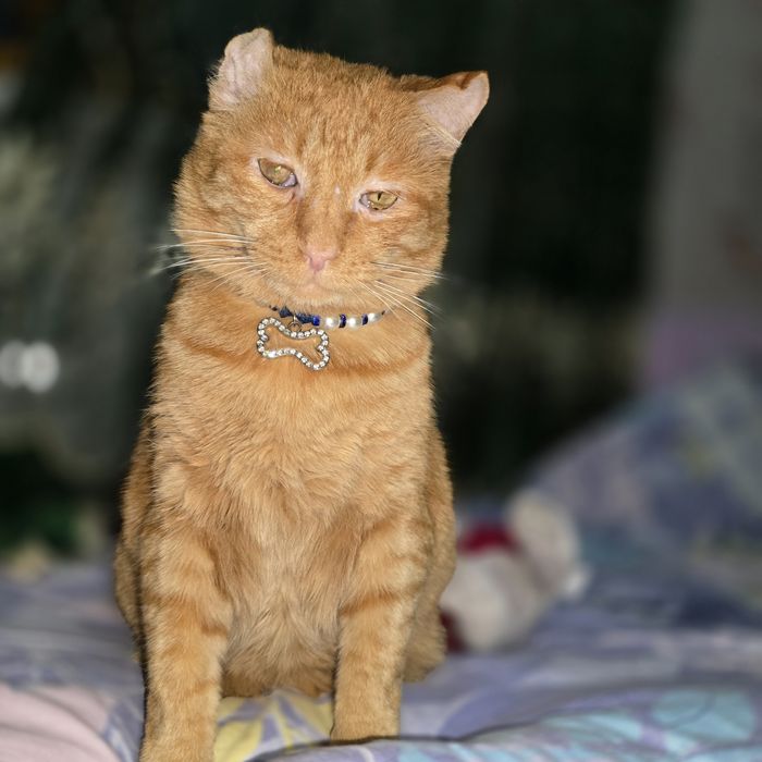 Санни ищет дом, добрые руки