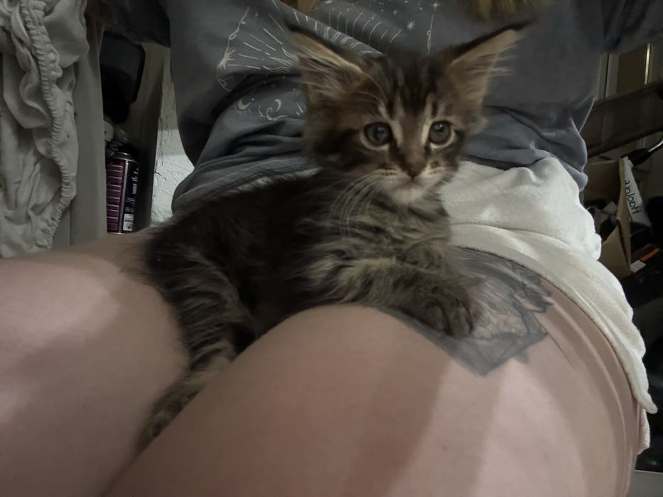 Котенок мейн куна