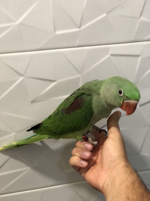 Papagali vorbitori pui marele alexandru alexander