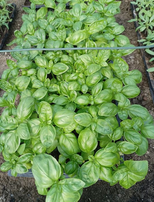 Rasaduri profesionale