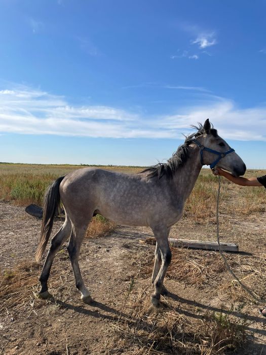 Тай 1 жасар араб-жабы