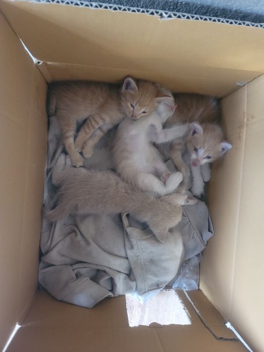 Отдаем котят бесплатно в хорошие руки