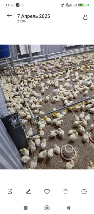 Продам цыплят бройлер оптом и в розницу