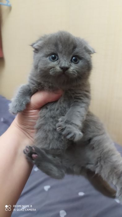 Шотландские Вислоухие котята Фолд