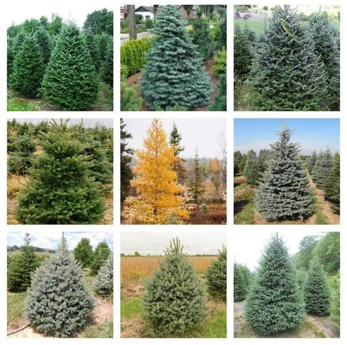 Pachet 30 buc. puieti Mixt containerizati brad, molid, pin- 10 specii