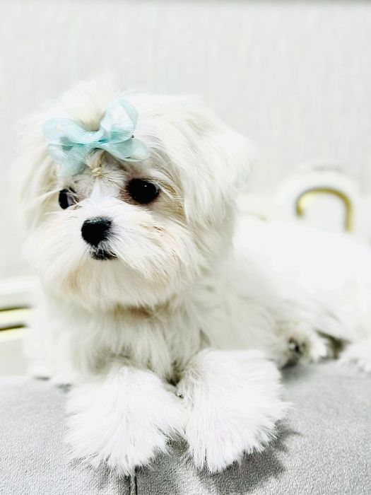 Мальтезе девочка мини