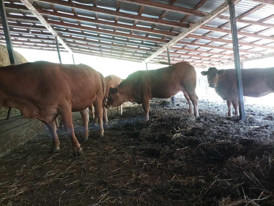 Juninci limousin gestante și fătate