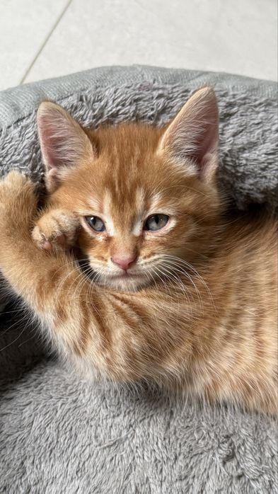 Котенок в добрые руки