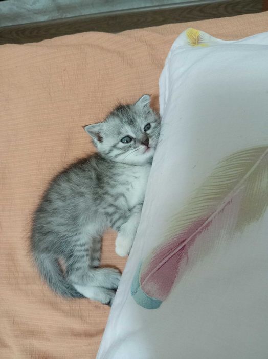 Продаётся котенок пародистый